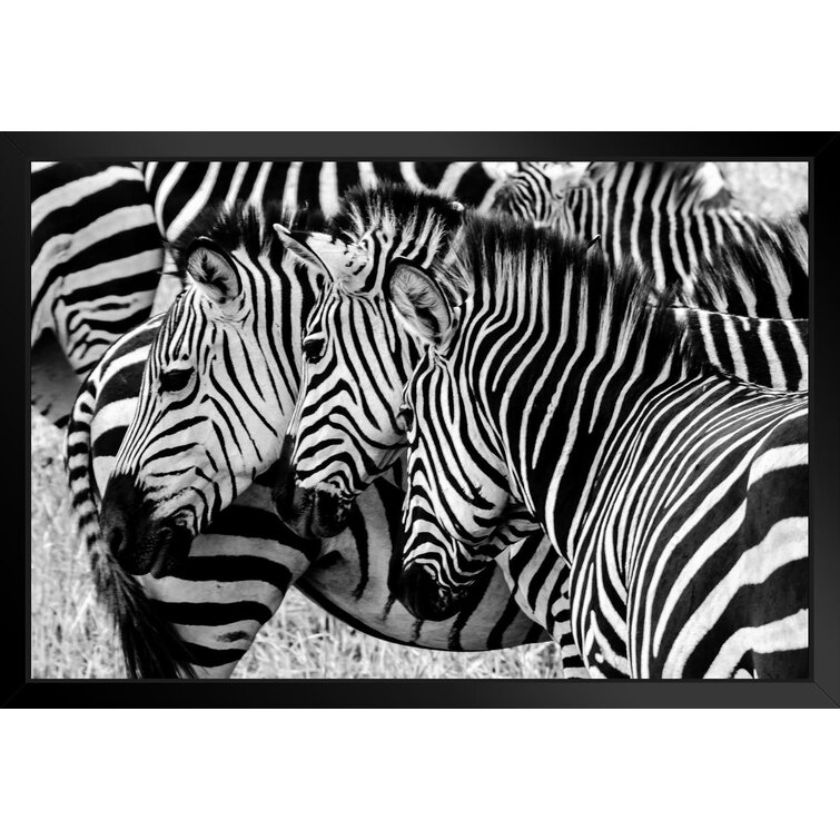 Three Zebras In The Wild Faces Aligned Zebra Pictures Wall Decor Zebra  Black And White Animal Print Living Room Decor Zebra Print Decor Animal